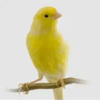 پرنده پیدا شده