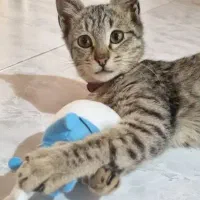 واگذاری رایگان