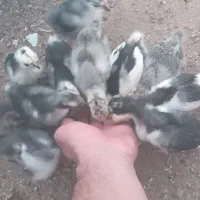 هفده جوجه گلین لری فارسان