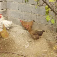 مروغ و خروس