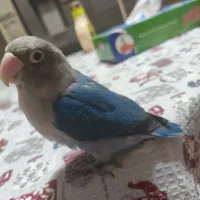 طوطی برزیلی