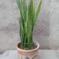 سانسوریا