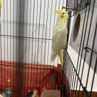 عروس هلندی نر|پرنده|وحیدیه, |دیوار