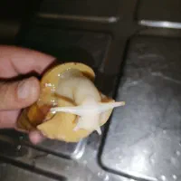 حلزون بالق