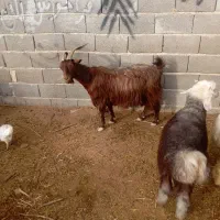 بزز|حیوانات مزرعه|مرودشت, بهارستان|دیوار