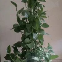 گل فروشی