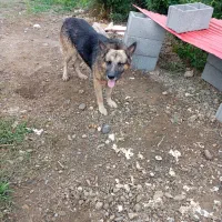 ژرمن و پیتبول