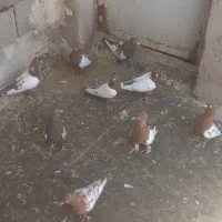 ماده سینه بهبونی|پرنده|شیراز, شهرک سعدی|دیوار