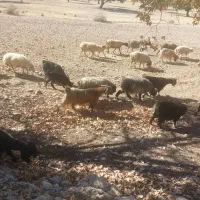 ۱۵ راس بز داشتی