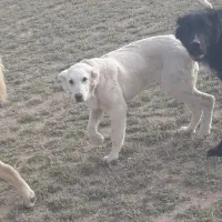 واگذاری توله ماده درج یک