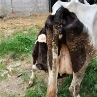 گاو