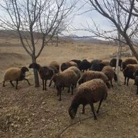 گوسفند افشار همو و هترو|حیوانات مزرعه|شیراز, وصال|دیوار