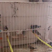 فنچ و عروس هلندی