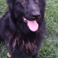 ژرمن بلک ماده