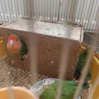 جفت طوطی برزیلی با جوجه و تخم