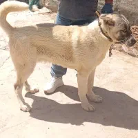 توله پژدر نر