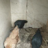 مرغ لاری و مرغ محلی|حیوانات مزرعه|رباطکریم, رباطکریم|دیوار