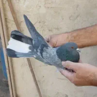 کبوتر پرشی|پرنده|ری, سیزده آبان|دیوار