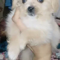 شیتزو پامر نر و ماده