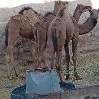 دوتا بلبون ی هاشی|حیوانات مزرعه|یزدان شهر, |دیوار