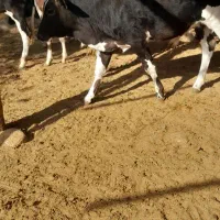 ۱۱ .راس .گوساله.نر|حیوانات مزرعه|شیراز, درکی|دیوار