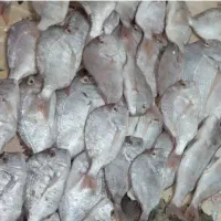 ماهی عالیشهر