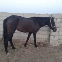 اسب آرام|اسب و تجهیزات اسبسواری|اینچه برون, |دیوار