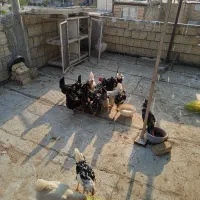 اصفهان فلکه جوان خیابان بی بی مریم|حیوانات مزرعه|اصفهان, عمان سامانی|دیوار