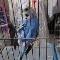 مرغ عشق ماده|پرنده|کازرون, |دیوار