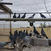 کبوتر دوبر ۳۴تا|پرنده|مشگین شهر, |دیوار