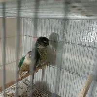 جفت مولد گرینچیک