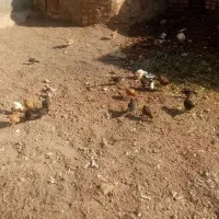 40 عدد جوجه یکماهه بفروش میرسد