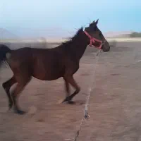 مادیان کورد