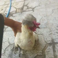 یک عدد مرغ تخم گزار به فروش میرسد