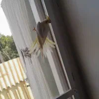 عروس هلندی|پرنده|ملایر, |دیوار