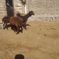 یک عدد میش جوان با دو عدد بره|حیوانات مزرعه|الشتر, |دیوار
