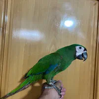 جوجه طوطی کاسکو اکلکتوس ماکائو|پرنده|اصفهان, ارداجی|دیوار