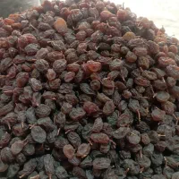کشمش بیدانه افتابی پاک شده و درشت|خوردنی و آشامیدنی|اقبالیه, |دیوار