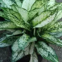 فروش گلهای اپارتمانی