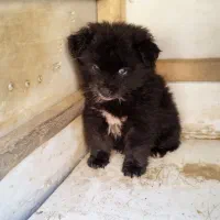 واگذاری پامرکوچولو بامزه