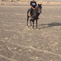 فروش یک راس اسب