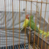 طوطی کوتله نر سبز ماده زرد