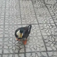 اردک|حیوانات مزرعه|خلخال, |دیوار