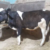 گوساله سیمنال ماده شیری پروار شده