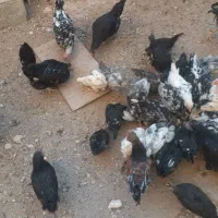 مرغ خروس وجوجه گلین