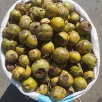 گردو کاغذی تازه