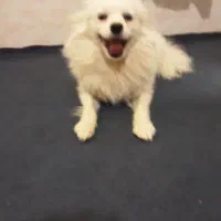 واگذاری سگ پامرانین وشیتزو تریر. کراس.|سگ|تهران, تهرانسر شمالی|دیوار