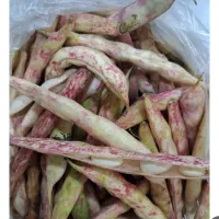 پیله لوبیا چیتی