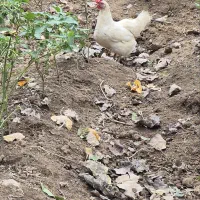 مرغ و جوجه محلی