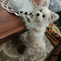 سگ کوچولو|سگ|قم, شهید صیاد شیرازی|دیوار